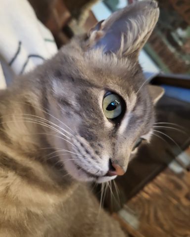Cute Tabby named Jack