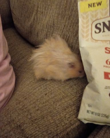 Cute golden hamster named Alex