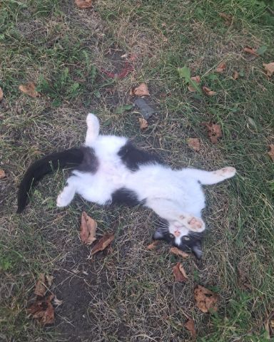 Cute cat named Bramble