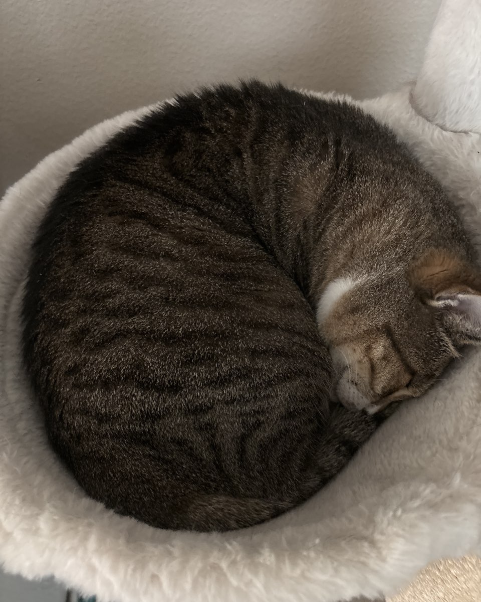 Cute cat named Jasper