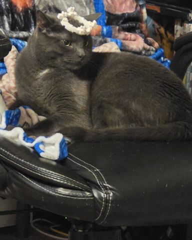 Cute cat named Happy
