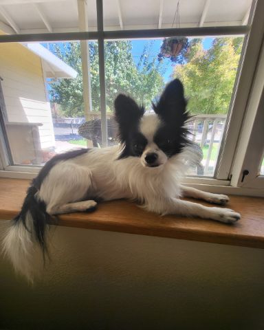Cute Long haired Chihuahua named Danny