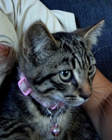Cute domestic short hair named Oreo