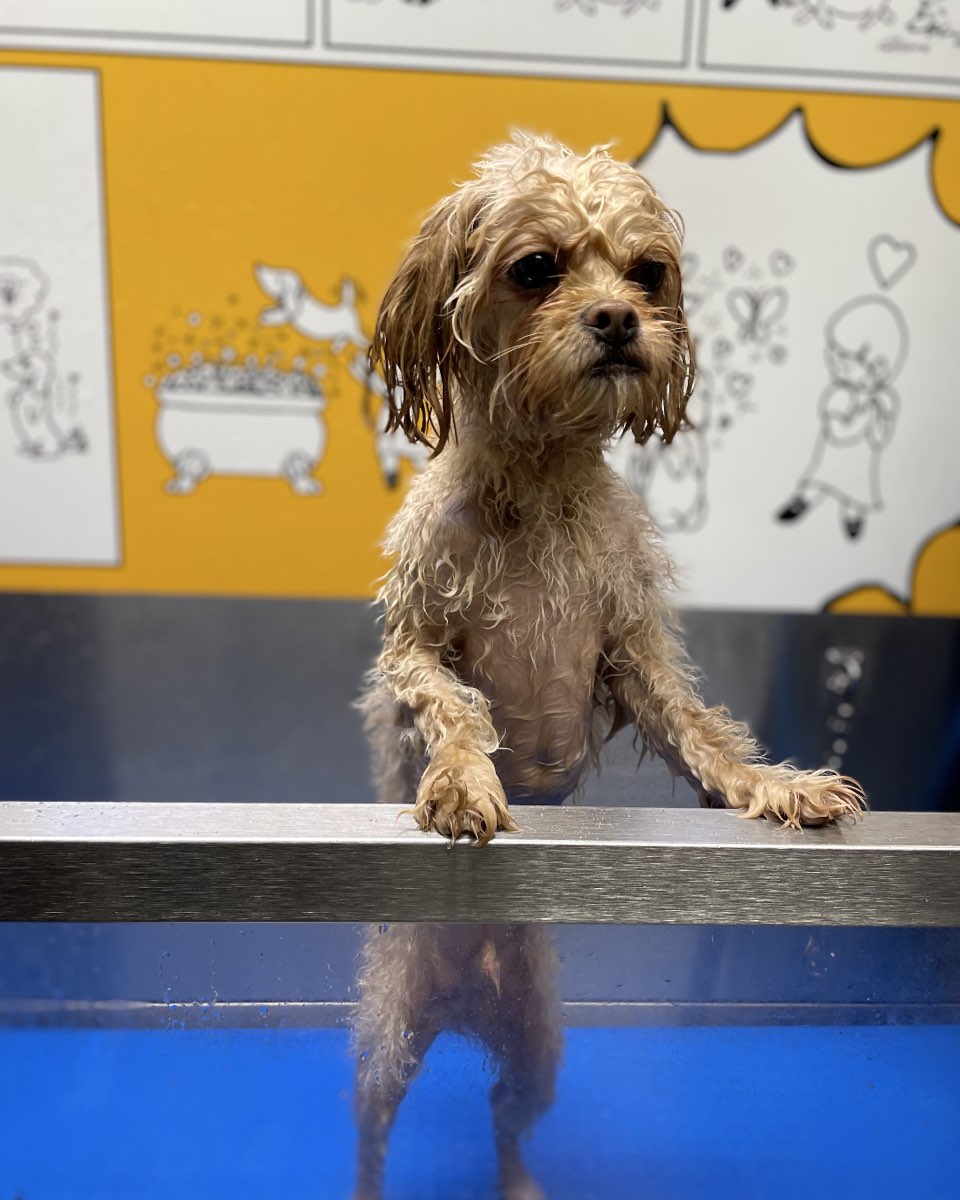 Cute Peekapoo dog named Chewie