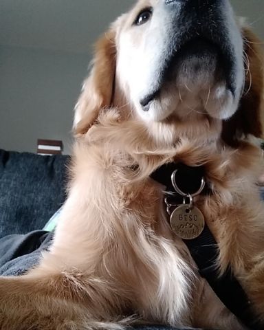 Cute golden retriever named thatdogbeso