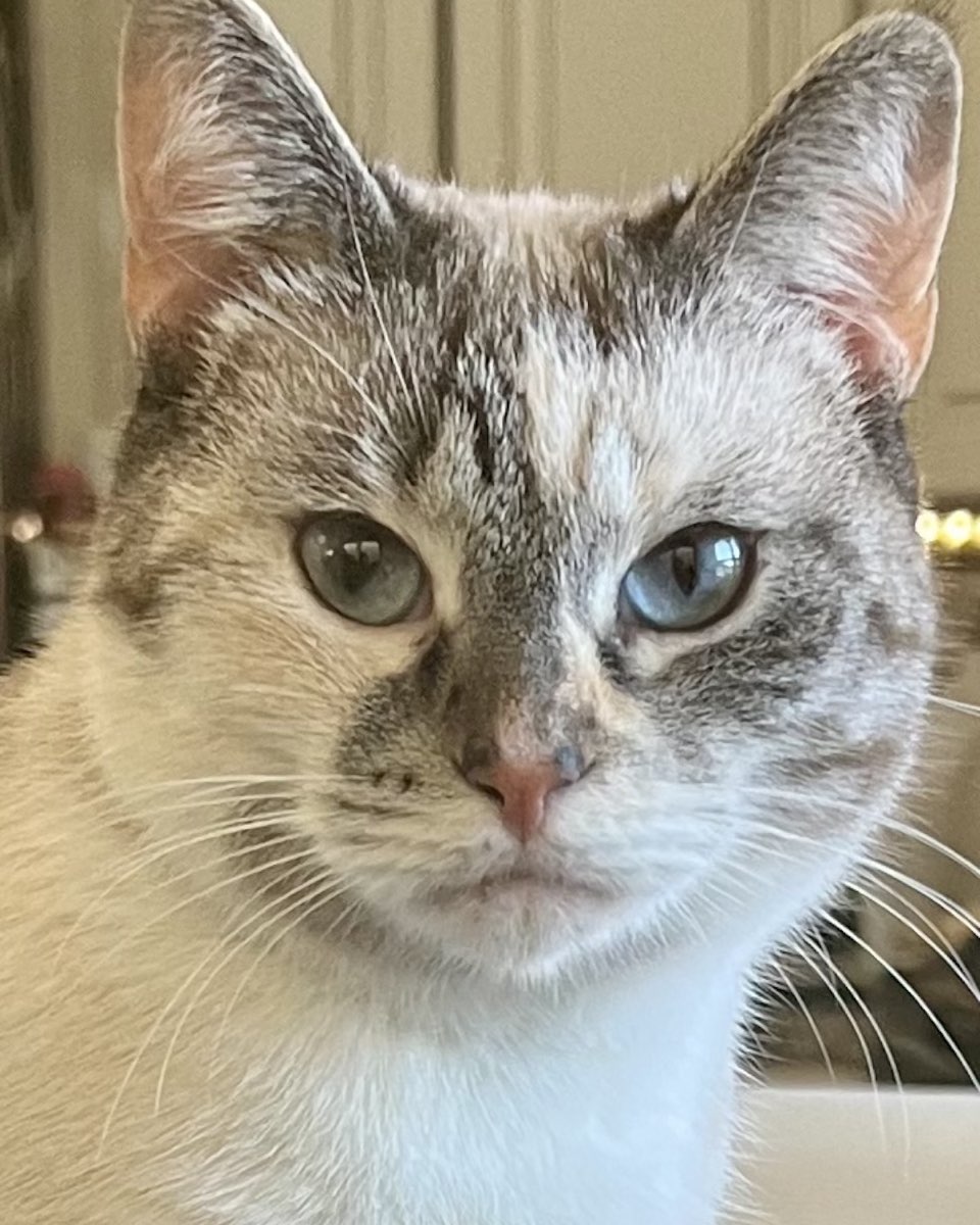 Cute cat named An-Gel