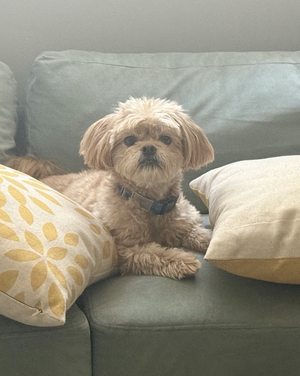 Cute dog named Chewie