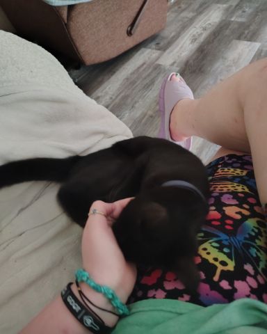 Cute cat named Fish