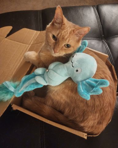 Cute cat named Harley