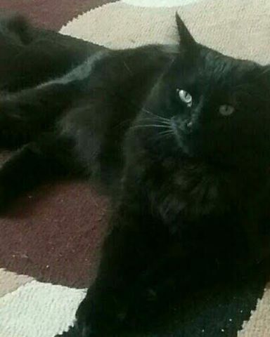 Cute Unsure named Sylvester