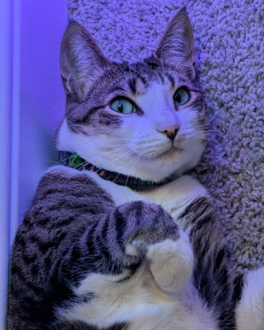 Cute Piebald Shorthair named Kima