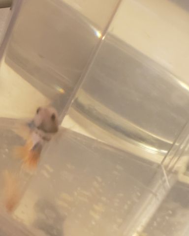 Cute betta fish named Buddy and Keres