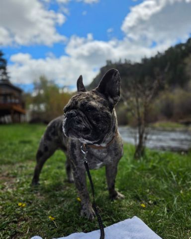 Cute frenchton named Porkchop