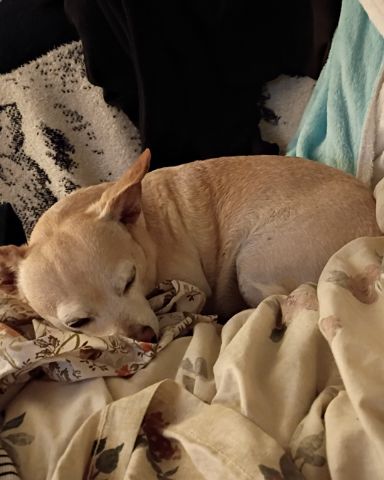 Cute dog named Simba
