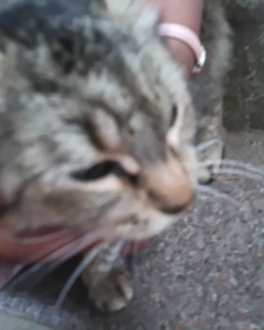 Cute tabby named Bella bee
