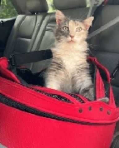 Cute cat named Shelter cats