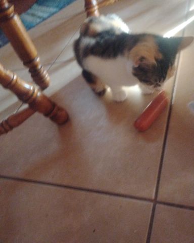 Cute cat named Kiki