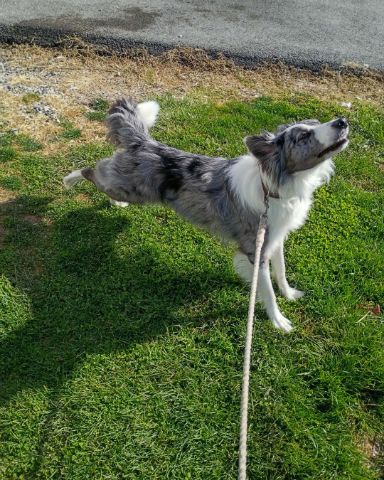 Cute border collie named fenrir