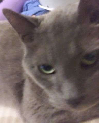 Cute cat named scoot