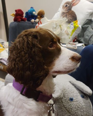 Cute English Springer Spaniel named Sparky
