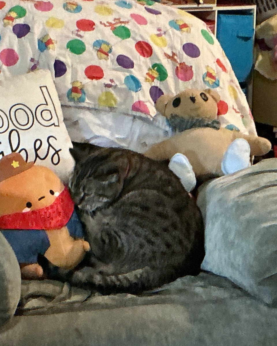 Cute cat named ReyRey