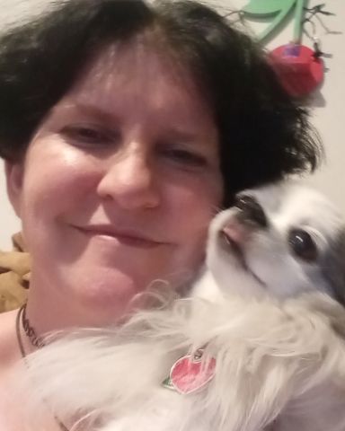 Cute Long Hair Chihuahuas named Patches