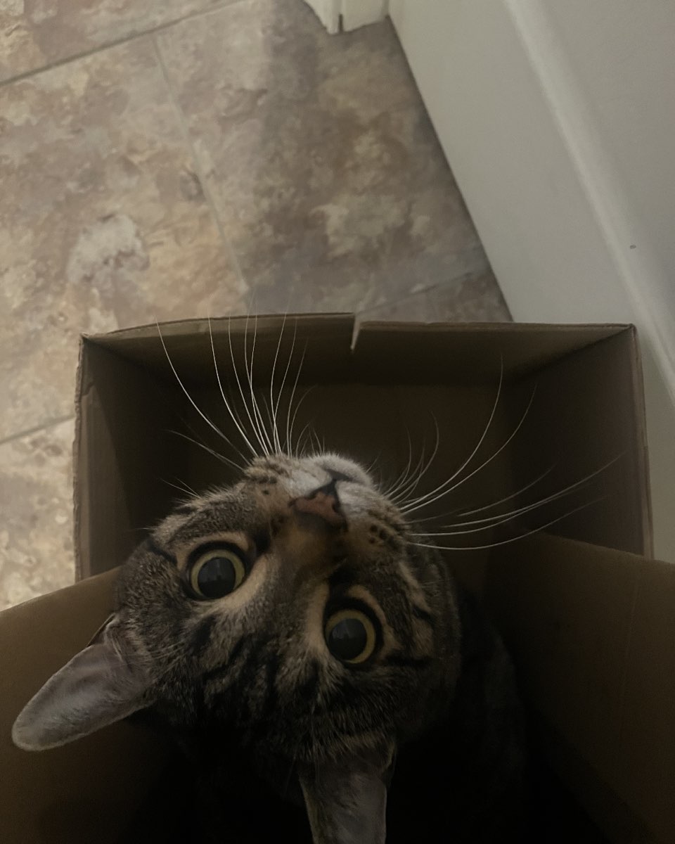 Cute cat named Airella
