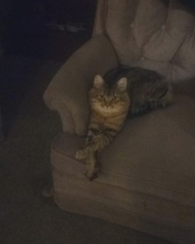 Cute MaineCoon Mix, Tabby named Booey; Baby Boy; Ka-Booey; Boo-Titters