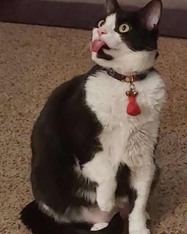 Cute cat named Salem