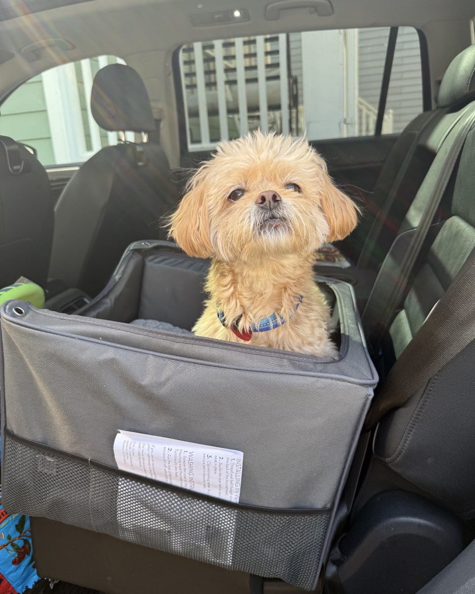 Cute Peekapoo named Chewie