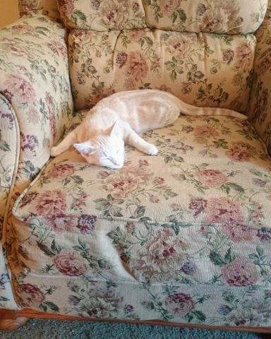 Cute orange cat named Aphrodite
