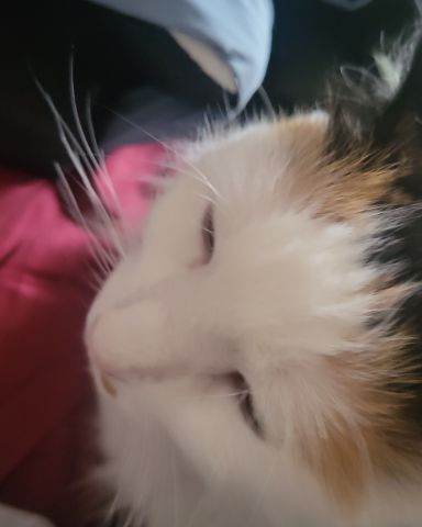 Cute cat named daisy