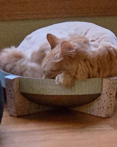 Cute Domestic Shorthair named Chester