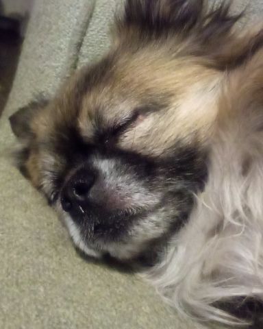 Cute Long Haired Chihuahua named Rocko