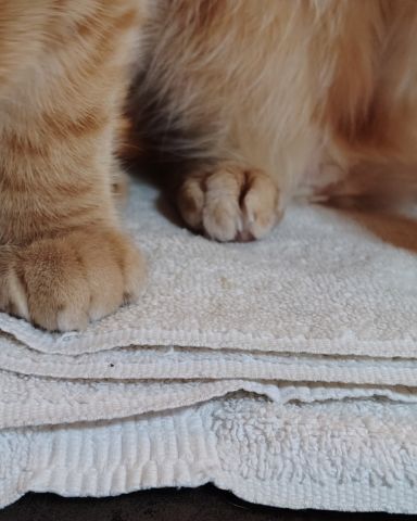 Cute Ginger named The Ginger Bros