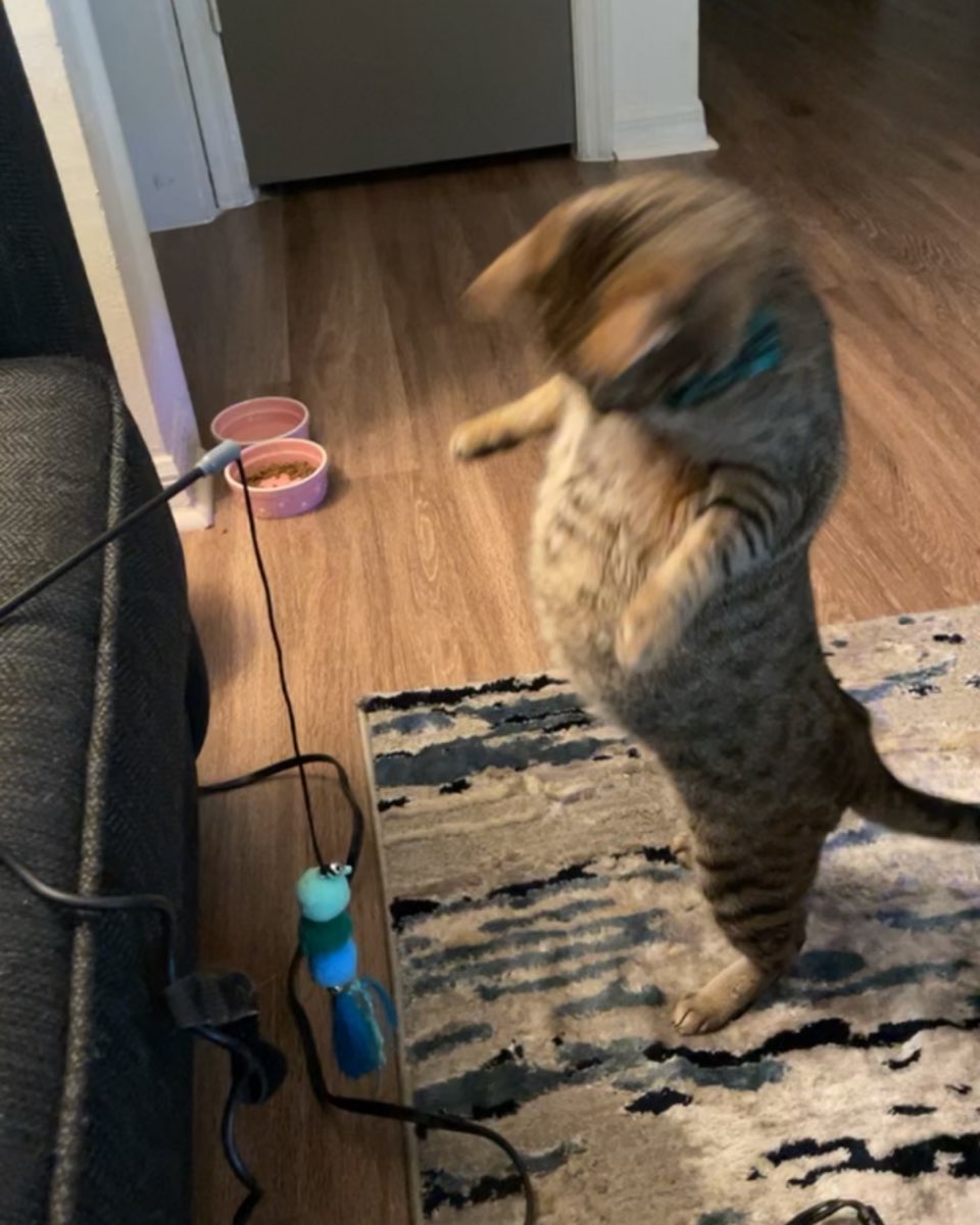 Cute cat named Luna