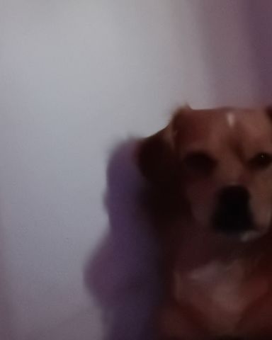 Cute PugZu named Yuri