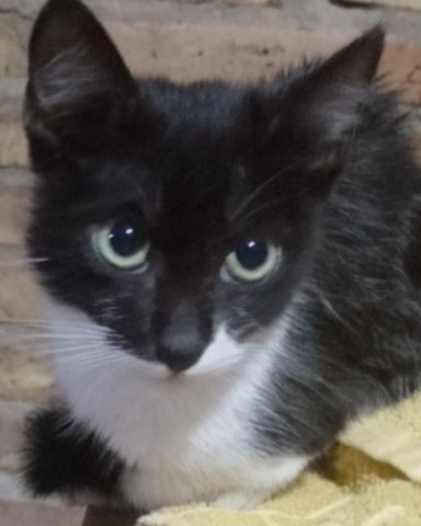 Cute cat named Silvestre