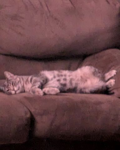 Cute cat named Max