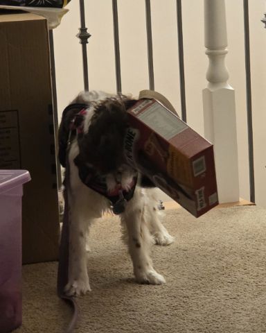 Cute dog named Sparky