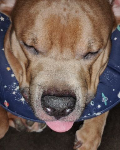 Cute xl bully and American pit named kujo