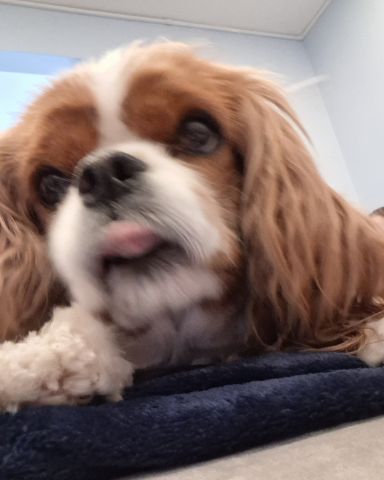 Cute Cavalier King Charles Spaniel named Arya