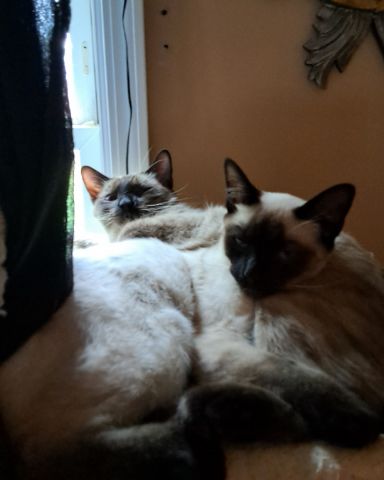 Cute Siamese named Twin love ❤ (Stella and Luna)