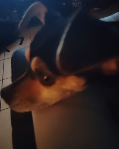 Cute Chiweenie named Suki