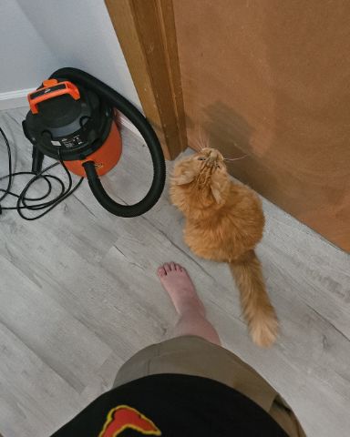 Cute cat named Smudge ( Orange ) And Marshmallow ( White )