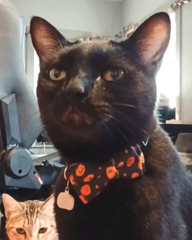 Cute Ghost Tabby named Spookly