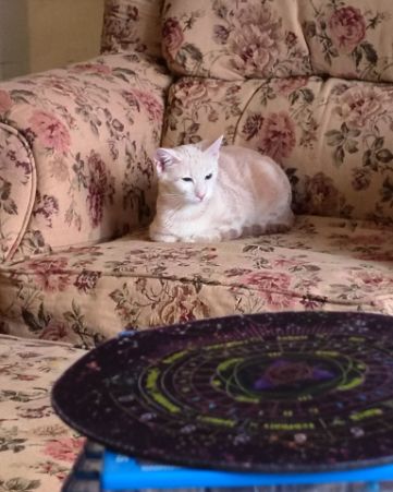 Cute orange kitty named Aphrodite