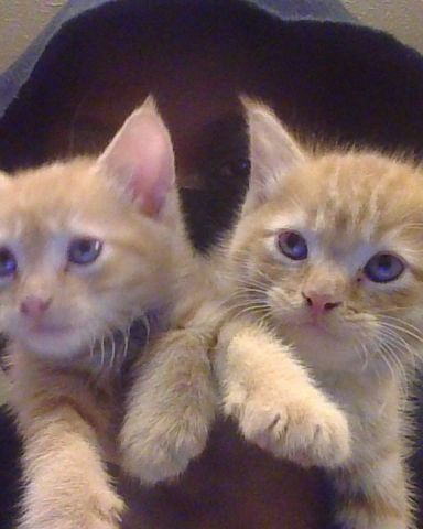 Cute Orange named Butter