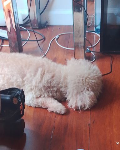 Cute dog named Daisy