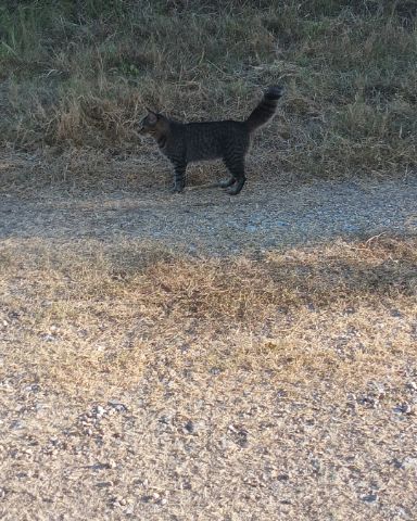 Cute cat named tiger